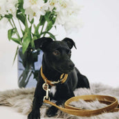 Kentucky Collar Velvet mustard Kentucky Collar Velvet mustard