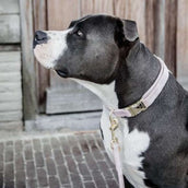 Kentucky Dog Leash Velvet Soft Rose Kentucky Dog Leash Velvet Soft Rose