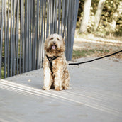 Kentucky Dog Leash Velvet Black Kentucky Dog Leash Velvet Black