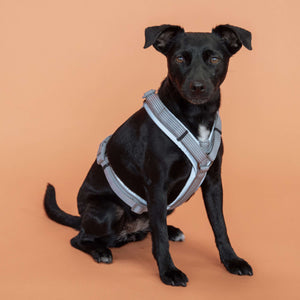 Kentucky Harness Active Reflective Grey Kentucky Harness Active Reflective Grey
