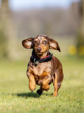 LeMieux Collar Windsor Padded Black/Burgundy LeMieux Collar Windsor Padded Black/Burgundy