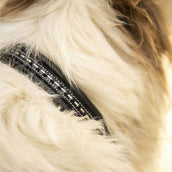 Pénélope Dog Collar Point Sellier Black Pénélope Dog Collar Point Sellier Black
