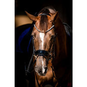 HB Showtime Bridle Special Guy Black HB Showtime Bridle Special Guy Black