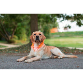 Kerbl Maxi Safe Led Collar Red Kerbl Maxi Safe Led Collar Red