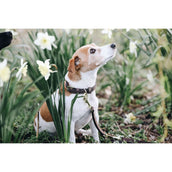 Kentucky Collar Velvet Leather Brown Kentucky Collar Velvet Leather Brown