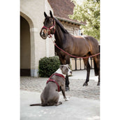 Kentucky Harness Active Velvet Bordeaux Kentucky Harness Active Velvet Bordeaux