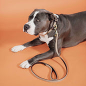 Kentucky Collar Plaited Nylon Beige Kentucky Collar Plaited Nylon Beige