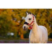 LeMieux Head Collar Set Mini Vogue Cranberry LeMieux Head Collar Set Mini Vogue Cranberry