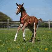 Sprenger Foal Harness Orange Sprenger Foal Harness Orange