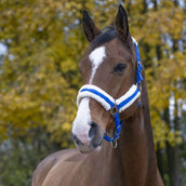 Norton Halter Confort Bright Blue Norton Halter Confort Bright Blue