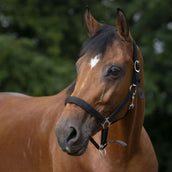 Norton Halter Lined with Neoprene Black Norton Halter Lined with Neoprene Black