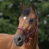 Norton Halter Lined with Neoprene Bordeaux Norton Halter Lined with Neoprene Bordeaux