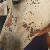 Animaderm Care Cream Cutene Animaderm Care Cream Cutene