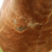 Animaderm Care Cream Cutene Animaderm Care Cream Cutene