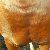 Animaderm Care Cream Cutene Animaderm Care Cream Cutene