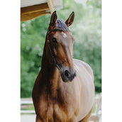 Norton Bridle Freedom Havana Norton Bridle Freedom Havana