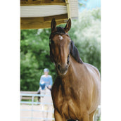 Norton Bridle Freedom Havana Norton Bridle Freedom Havana