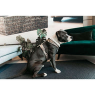 Kentucky Harness Active Velvet Beige Kentucky Harness Active Velvet Beige