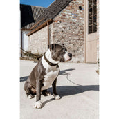 Kentucky Collar Teddy Fleece Pine Green Kentucky Collar Teddy Fleece Pine Green