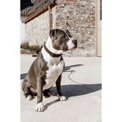 Kentucky Collar Teddy Fleece Pine Green Kentucky Collar Teddy Fleece Pine Green