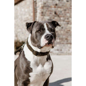 Kentucky Collar Teddy Fleece Pine Green Kentucky Collar Teddy Fleece Pine Green