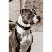 Kentucky Collar Teddy Fleece Pine Green Kentucky Collar Teddy Fleece Pine Green