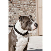 Kentucky Collar Teddy Fleece Black Kentucky Collar Teddy Fleece Black