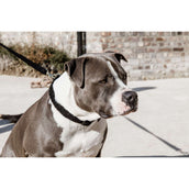 Kentucky Collar Teddy Fleece Black Kentucky Collar Teddy Fleece Black