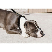 Kentucky Collar Teddy Fleece Black Kentucky Collar Teddy Fleece Black