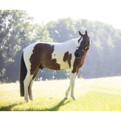 Kentucky Relax Horse Toy Alvin Kentucky Relax Horse Toy Alvin