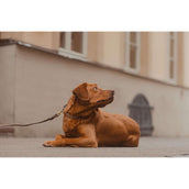 Kentucky Collar Plaited Nylon Beige Kentucky Collar Plaited Nylon Beige