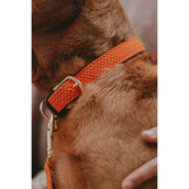 Kentucky Collar Plaited Nylon Orange Kentucky Collar Plaited Nylon Orange
