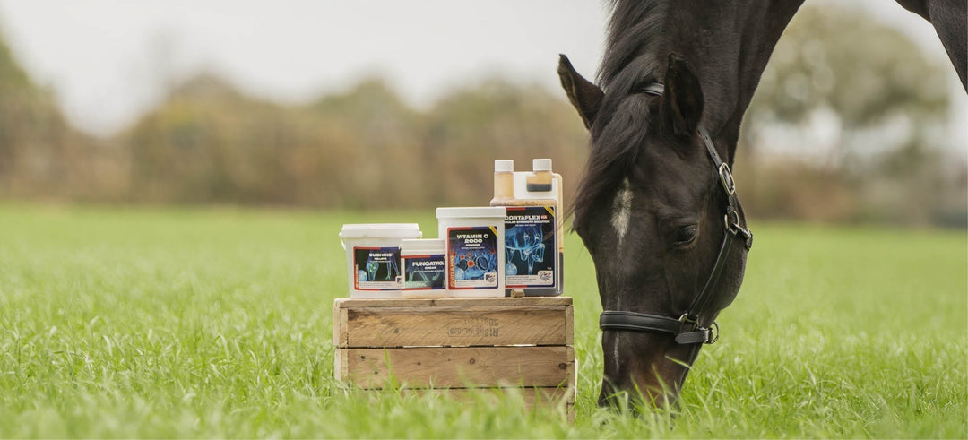 Ready for the new season? Equine America's spring and summer products