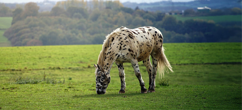 Vitamins for horses: everything you need to know