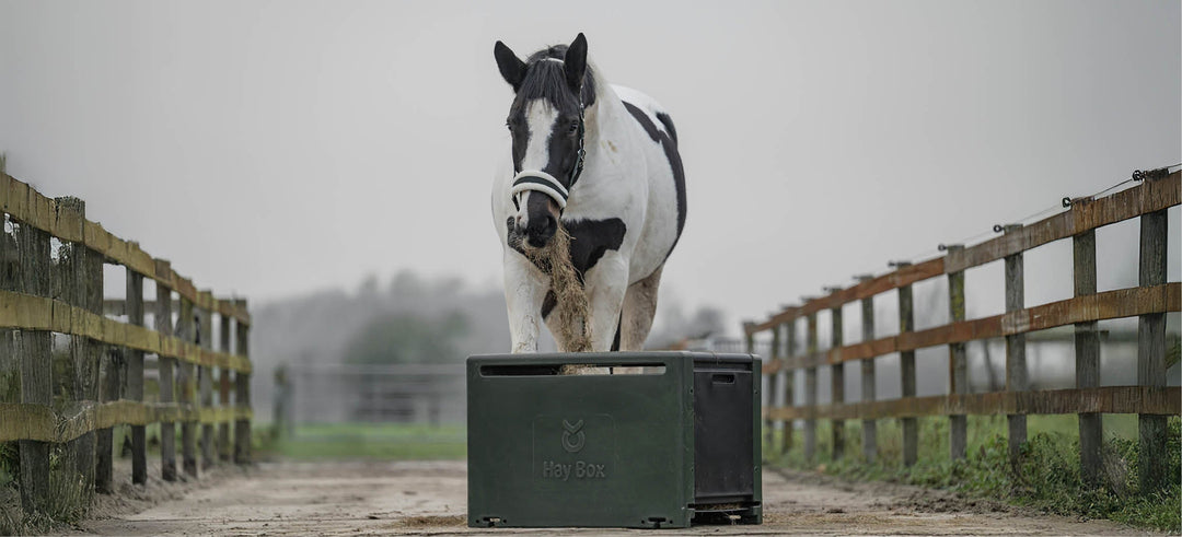 Slow feeders for horses: choosing the right solution for hay, concentrates and calm feeding behaviour