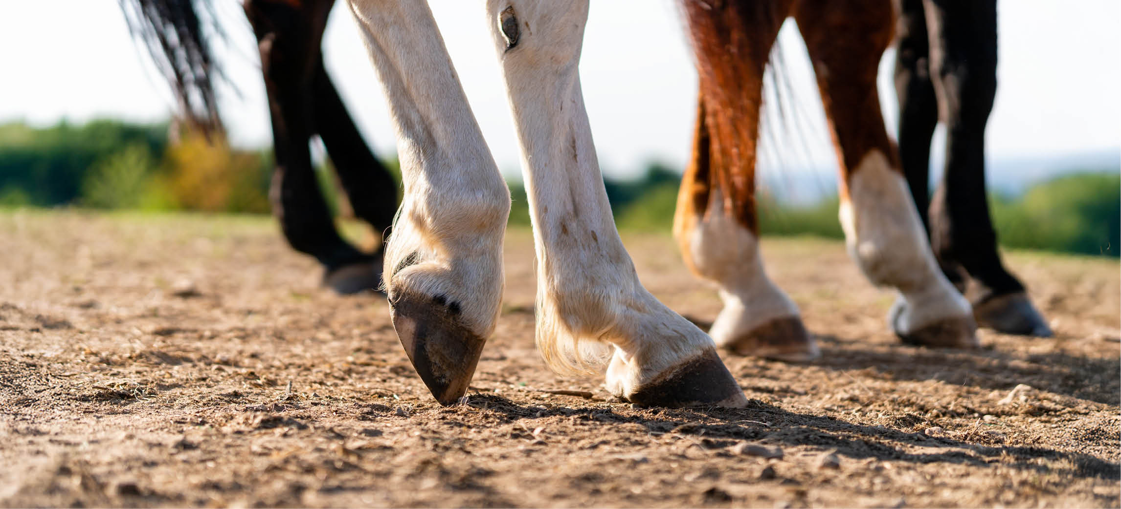 Lame horse: how long should you rest it?