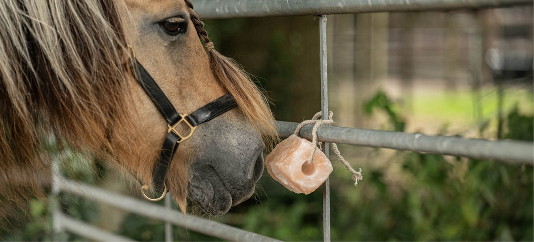 Minerals for horses: the building blocks of a healthy horse