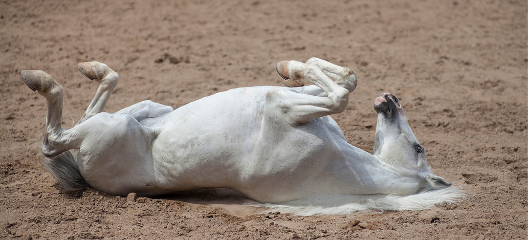Colic in Horses: Recognise, Act & Prevent