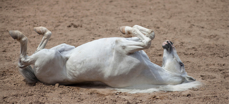 Colic in Horses: Recognise, Act & Prevent