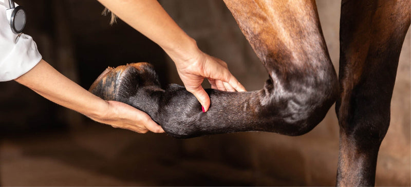 Lame Horse: What to Do and When to Call the Vet