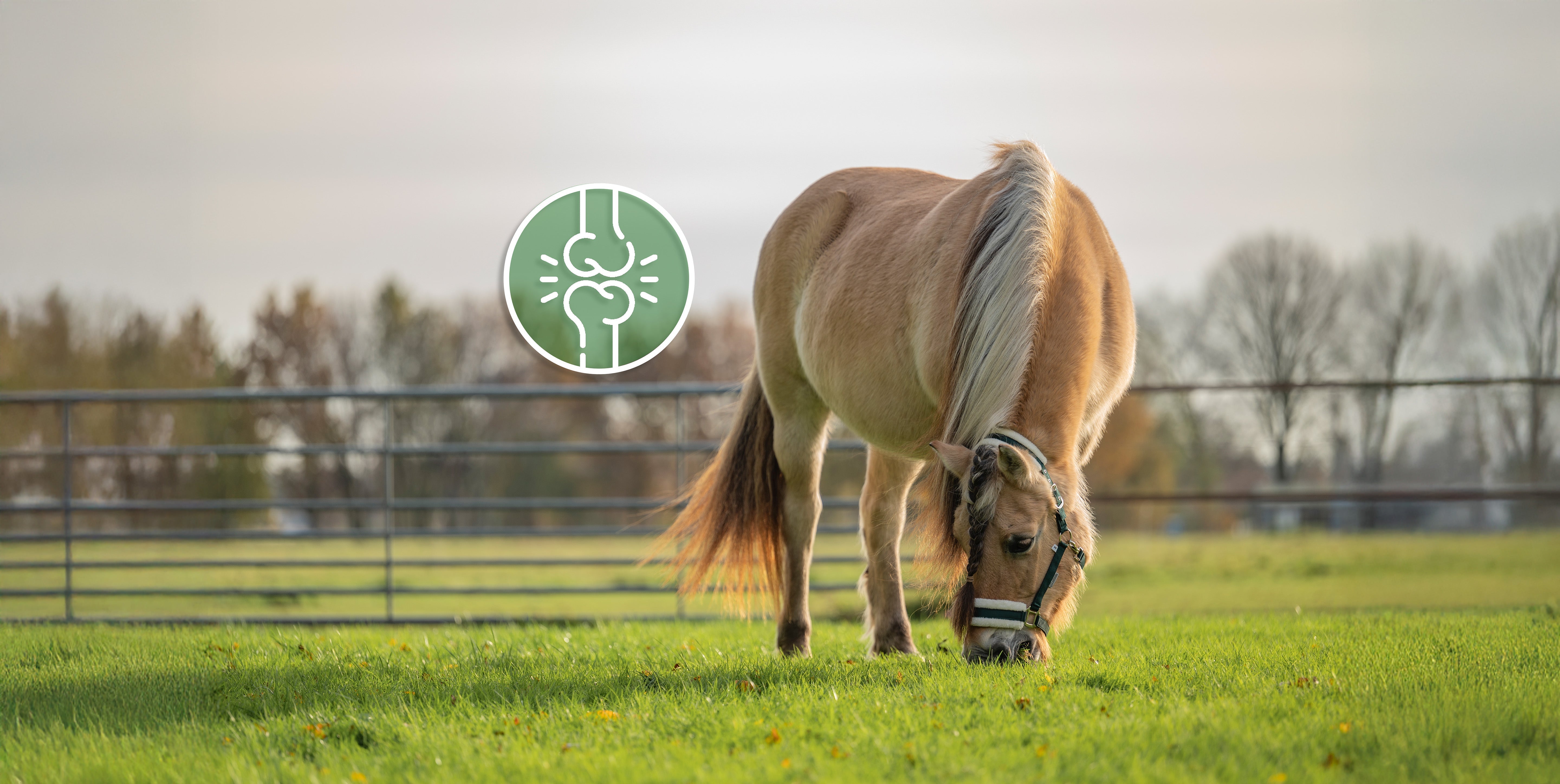 Healthy and flexible joints in a horse