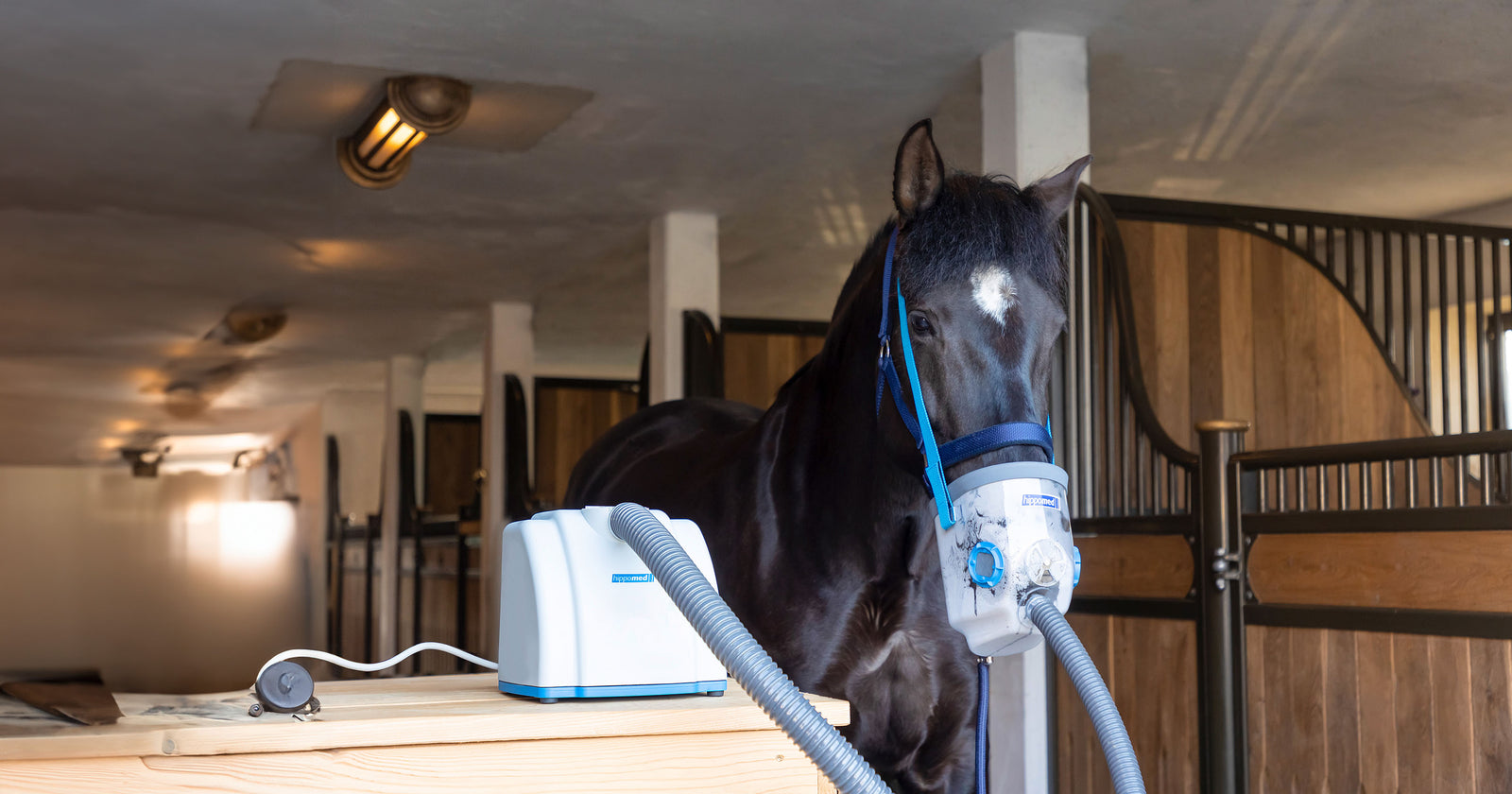 Airway complaints for horses