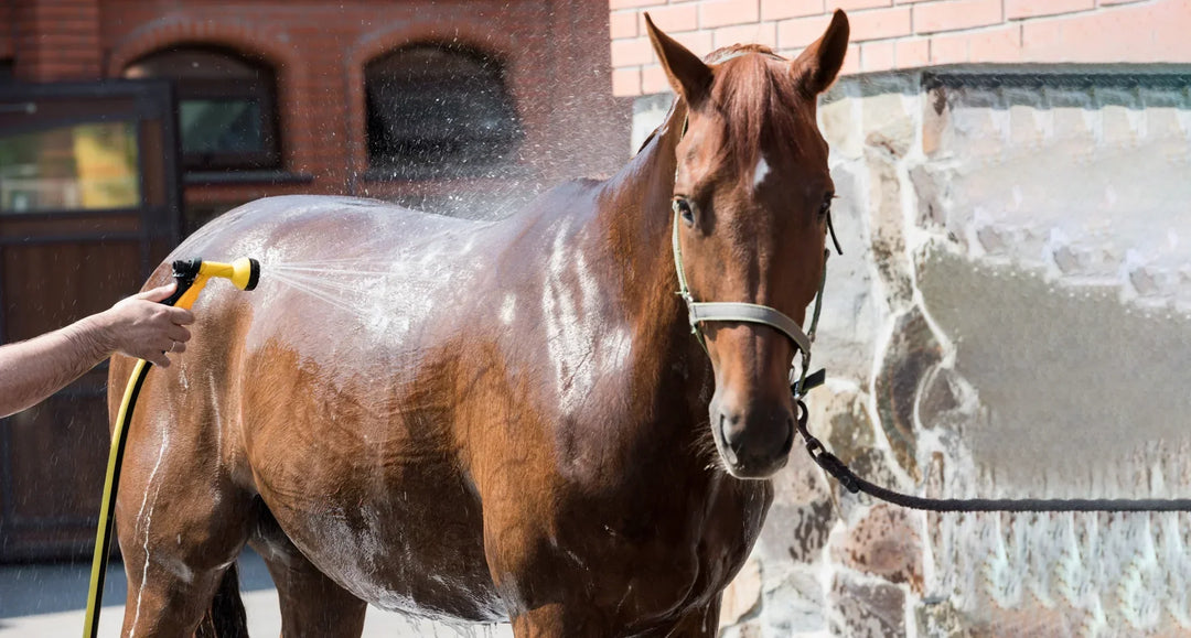 How to prevent heat stress in your horse