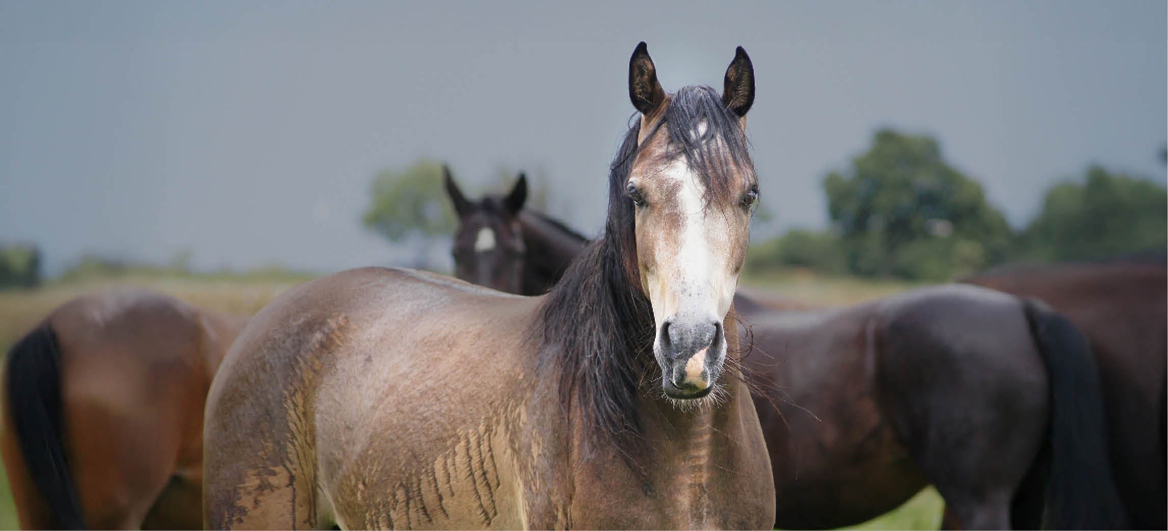 Does your horse tremble in the rain? Here’s what you can do