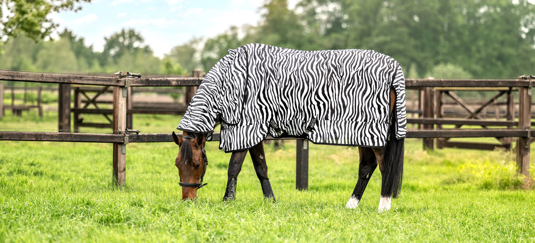 Fly rugs: how to choose the right protection for summer