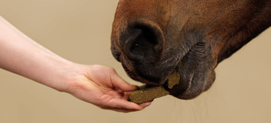 Pavo grain-free feeding: why choose high-fibre nutrition?