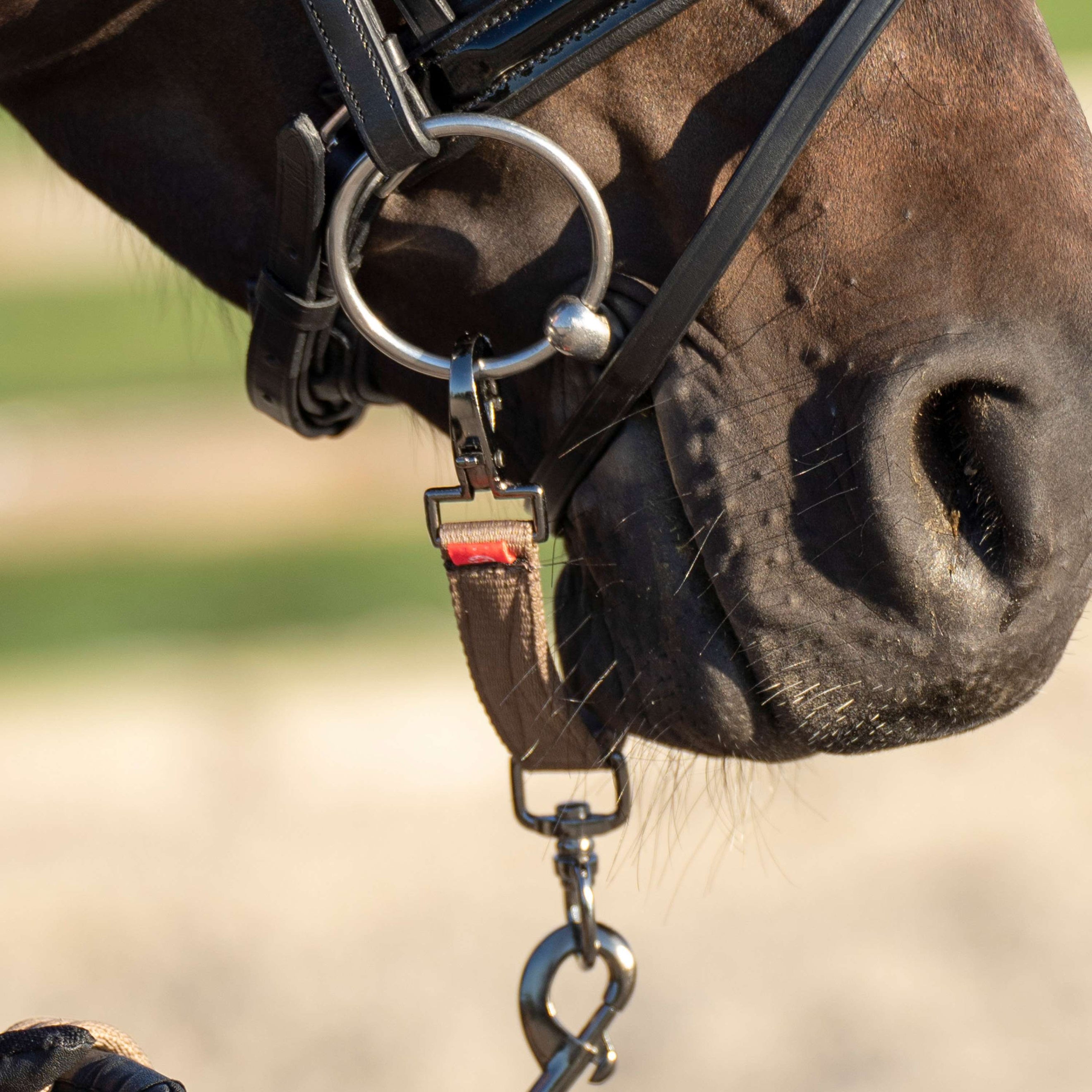 Imperial Riding Lunge Bridle Bit IRH Cappuccino Imperial Riding Lunge Bridle Bit IRH Cappuccino