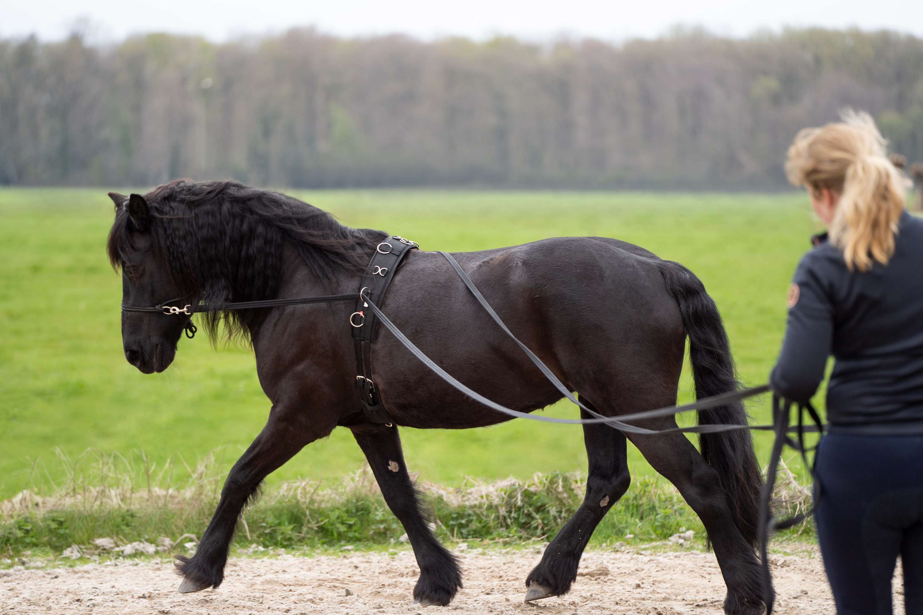 Imperial Riding Long Lines IRHFree Ride Black