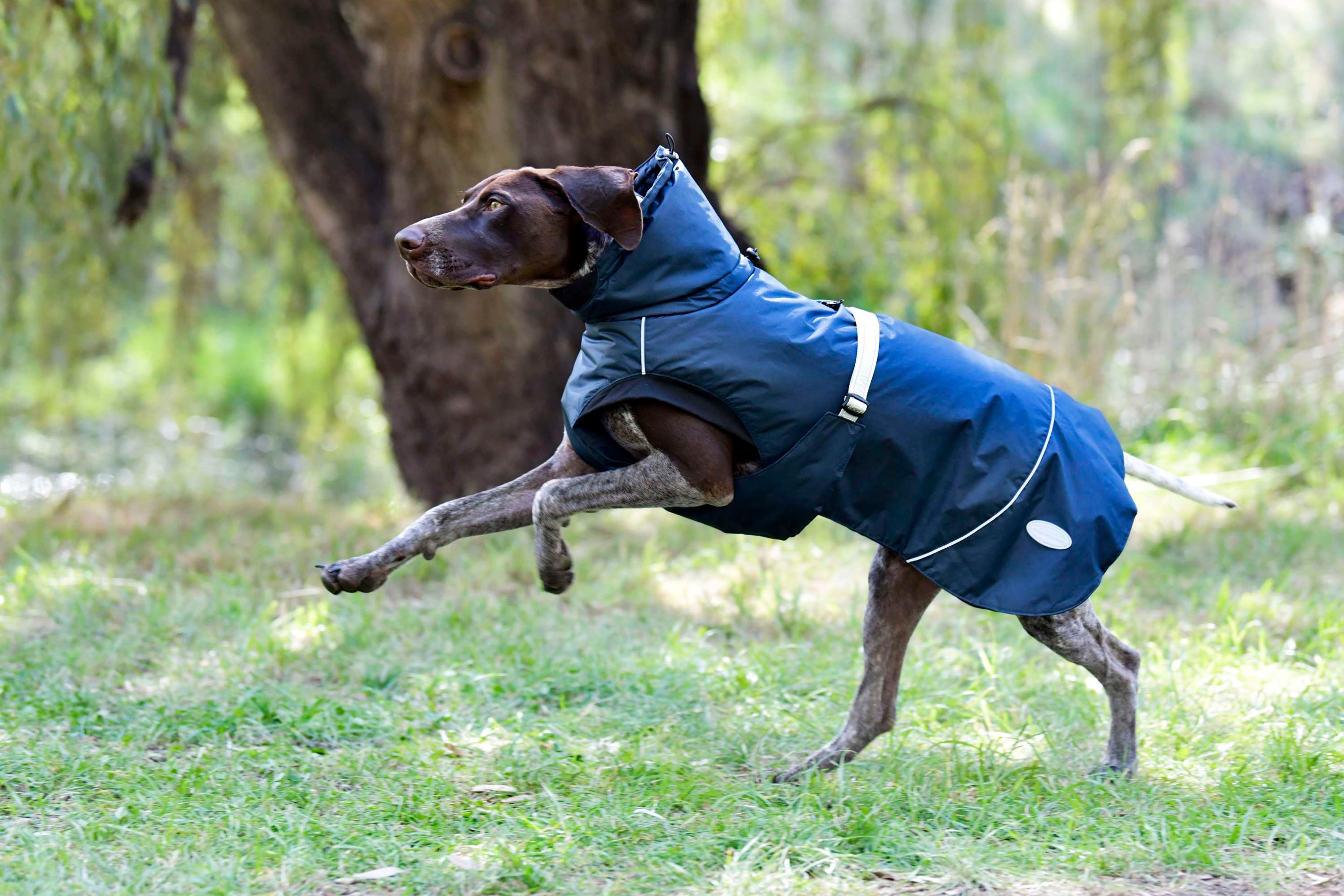 Weatherbeeta Dog Rug Explorer Medium Navy