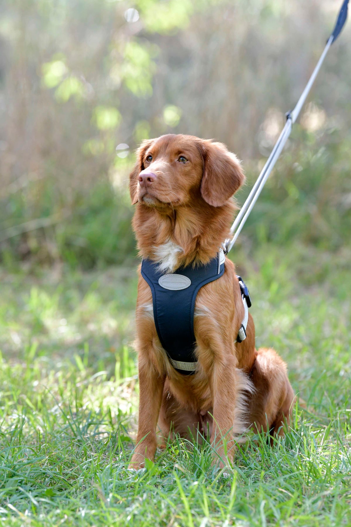 Weatherbeeta Dog Harness Explorer Navy